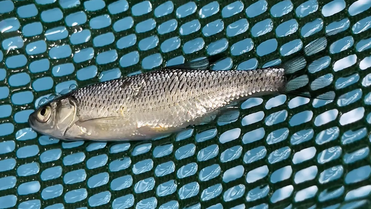crappie minnow