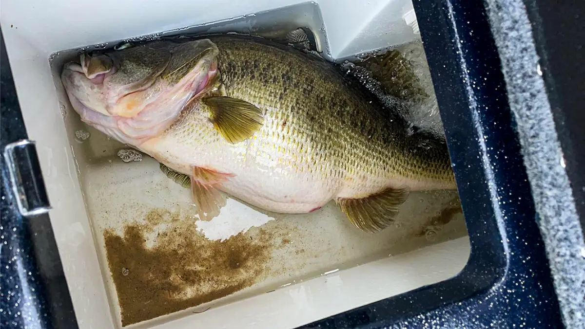 fish about to transfer to Sharelunker for breeding