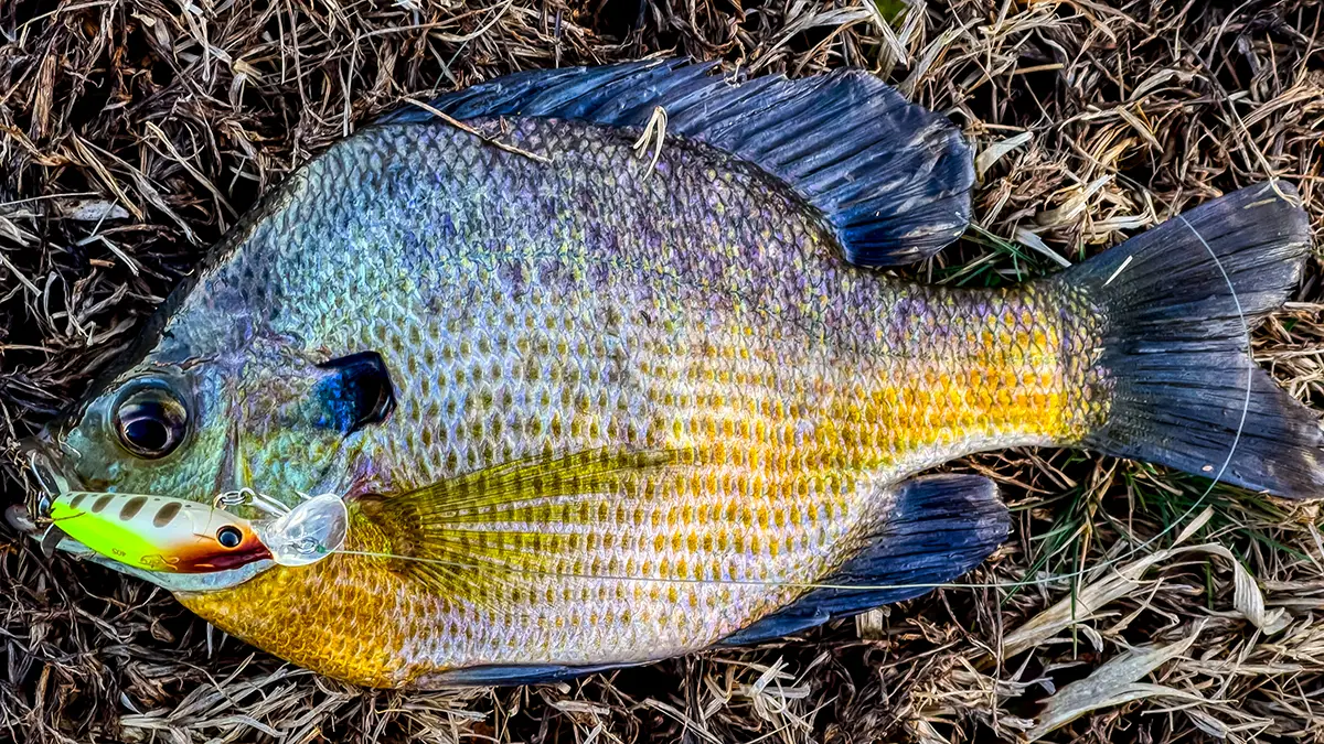bluegill on a hard lure