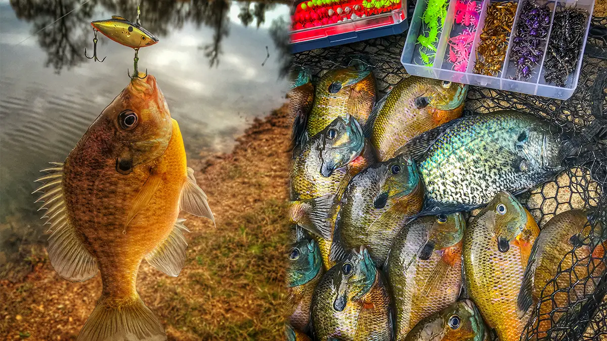 Best baits for bluegill fishing
