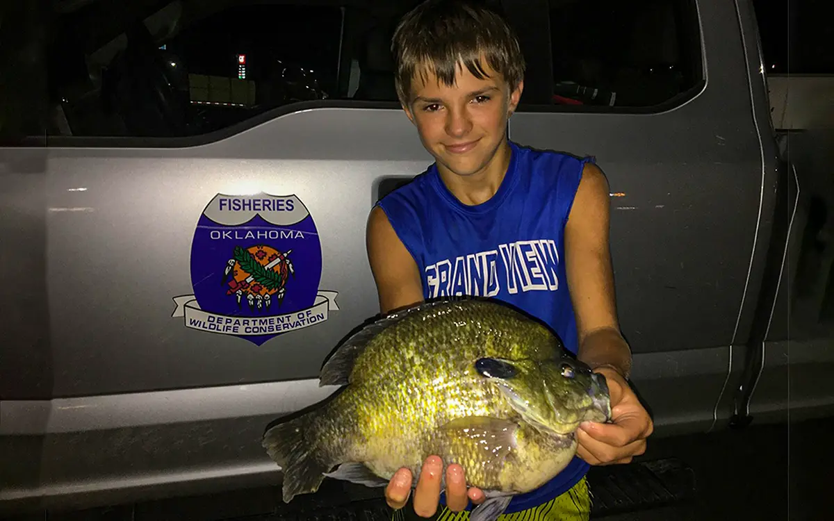 big oklahoma bluegill