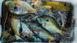 How to Catch Bluegill | A Simple Guide to Bluegill Fishing