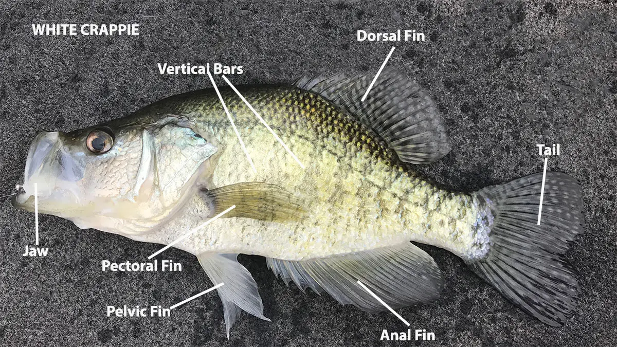 white crappie identification