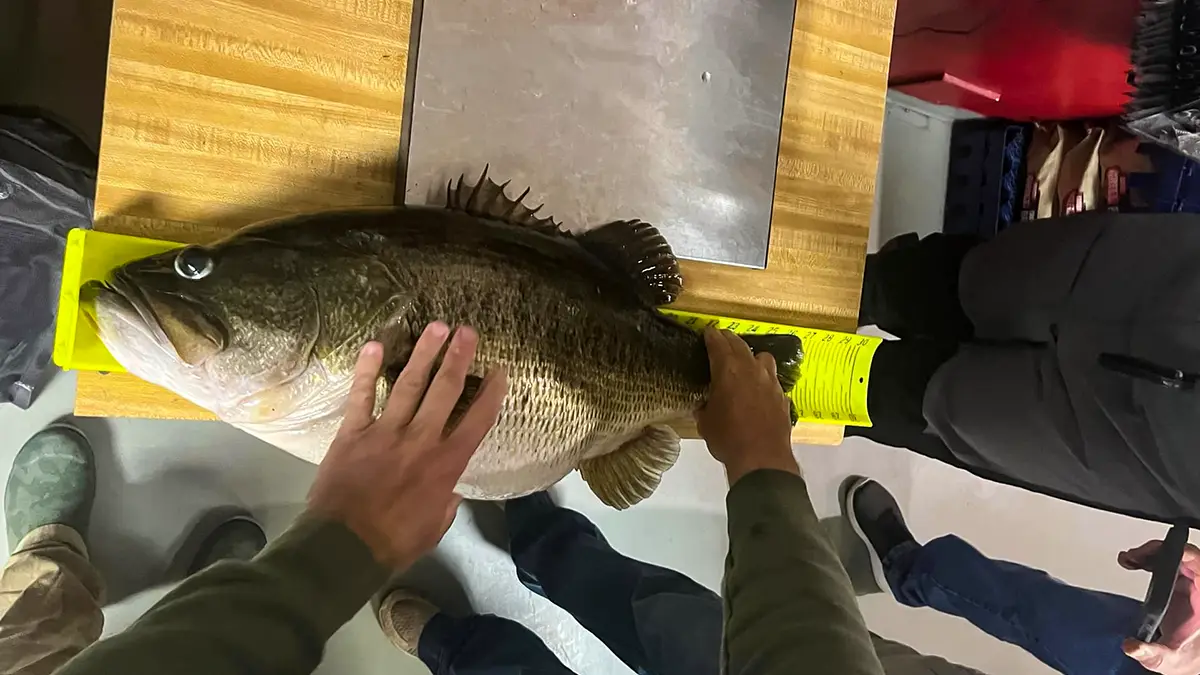 measuring oh ivie 17-pounder at 27 inches