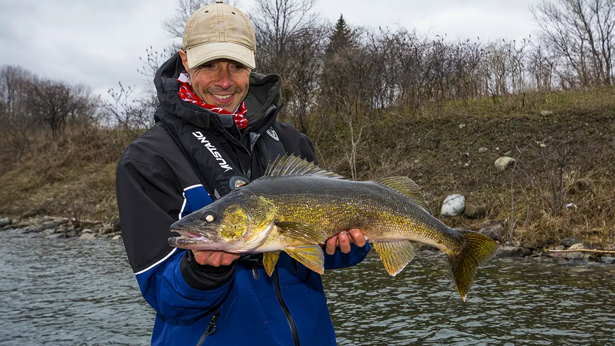 how to catch walleyes