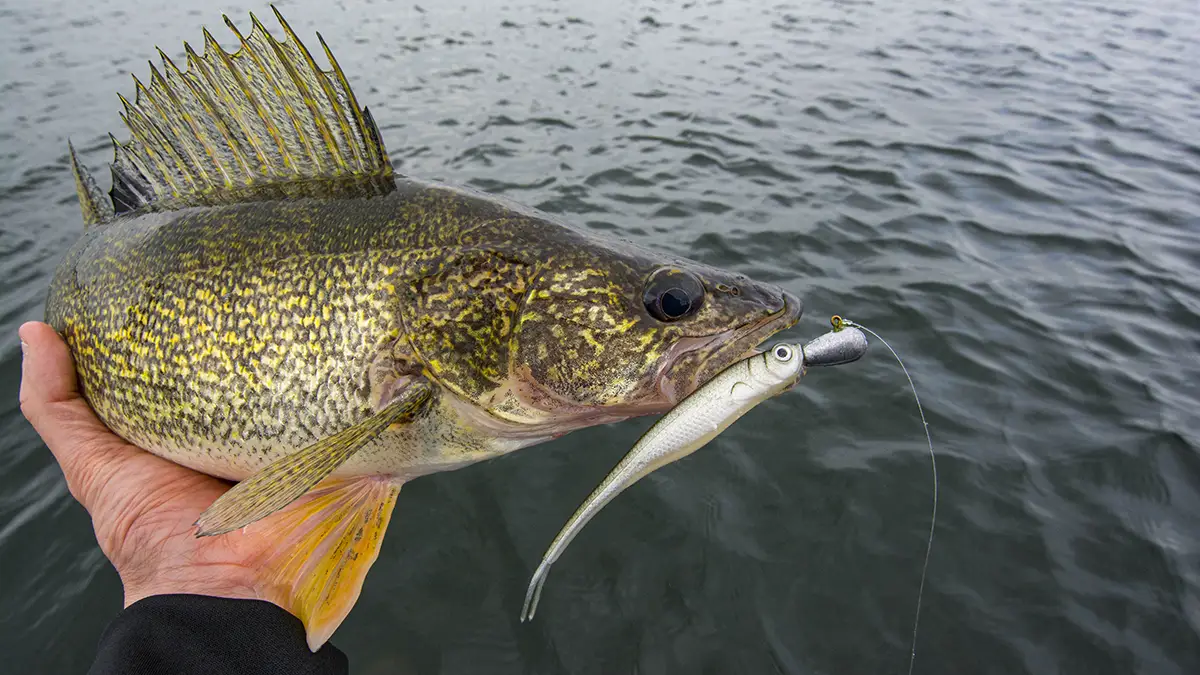walleye jig minnow