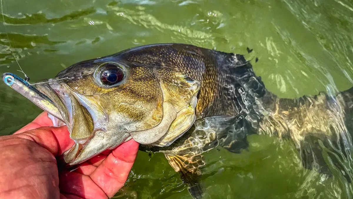 hover strolling a basstrix flash trix