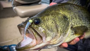Why Micro Baits Work on Bass When Other Lures Fail