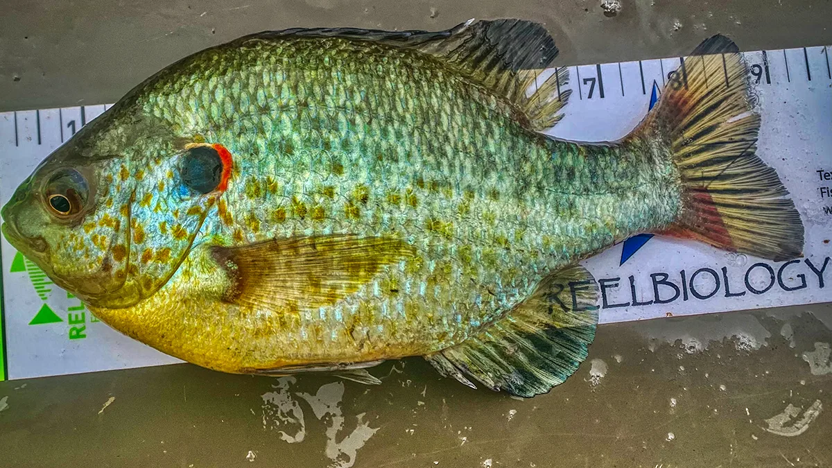 redear sunfish identification