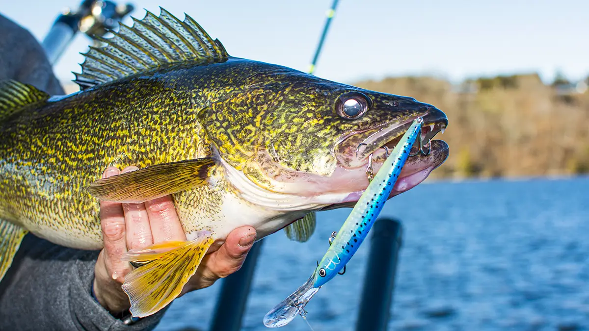 walleye colors