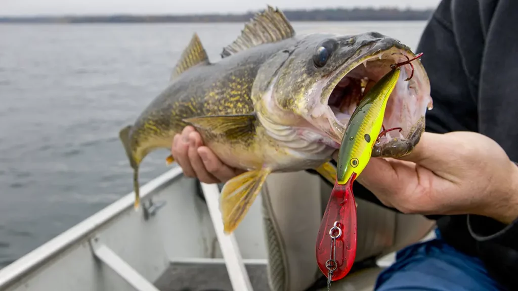 walleye-crankbaits
