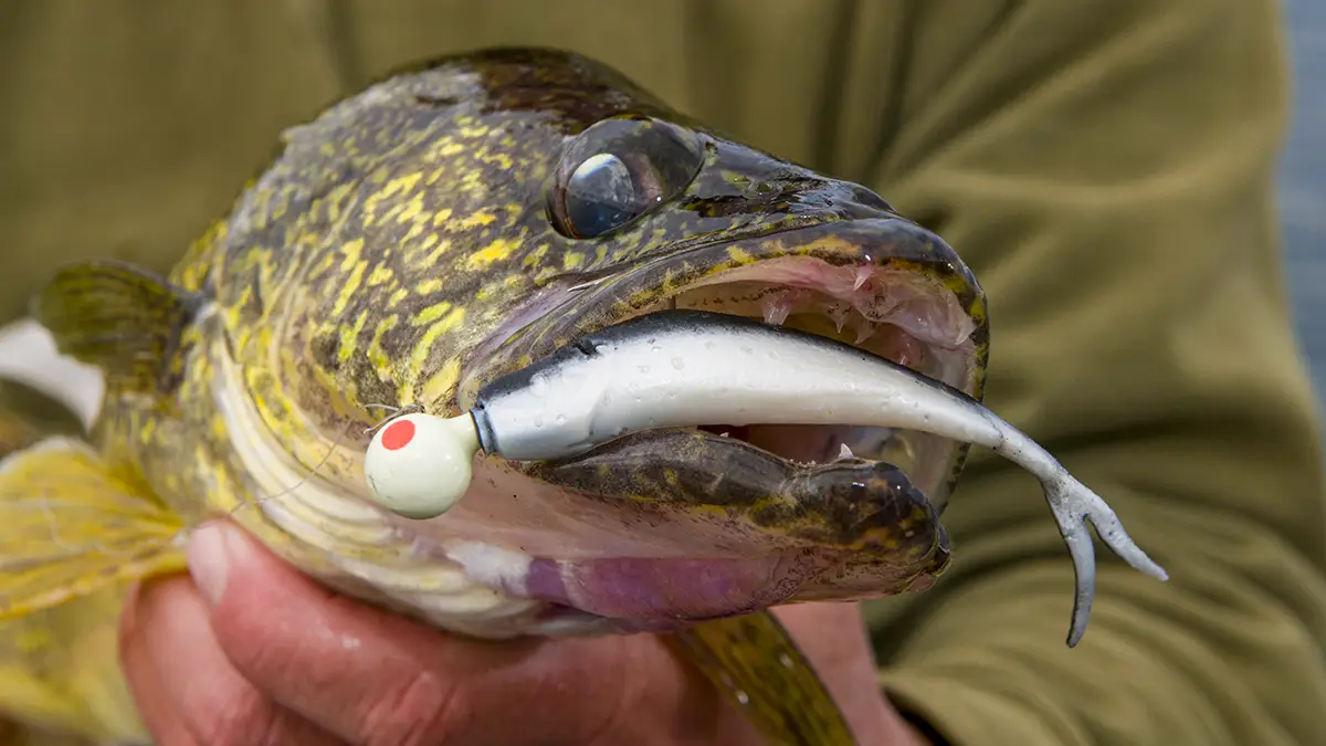 walleye jig and minnow soft plastic