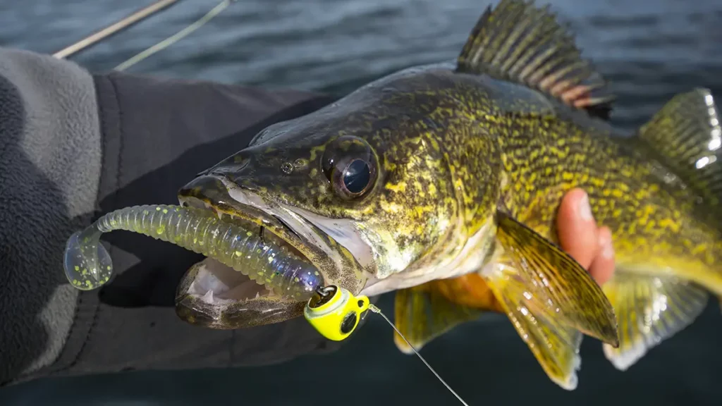 walleye-swimbaits