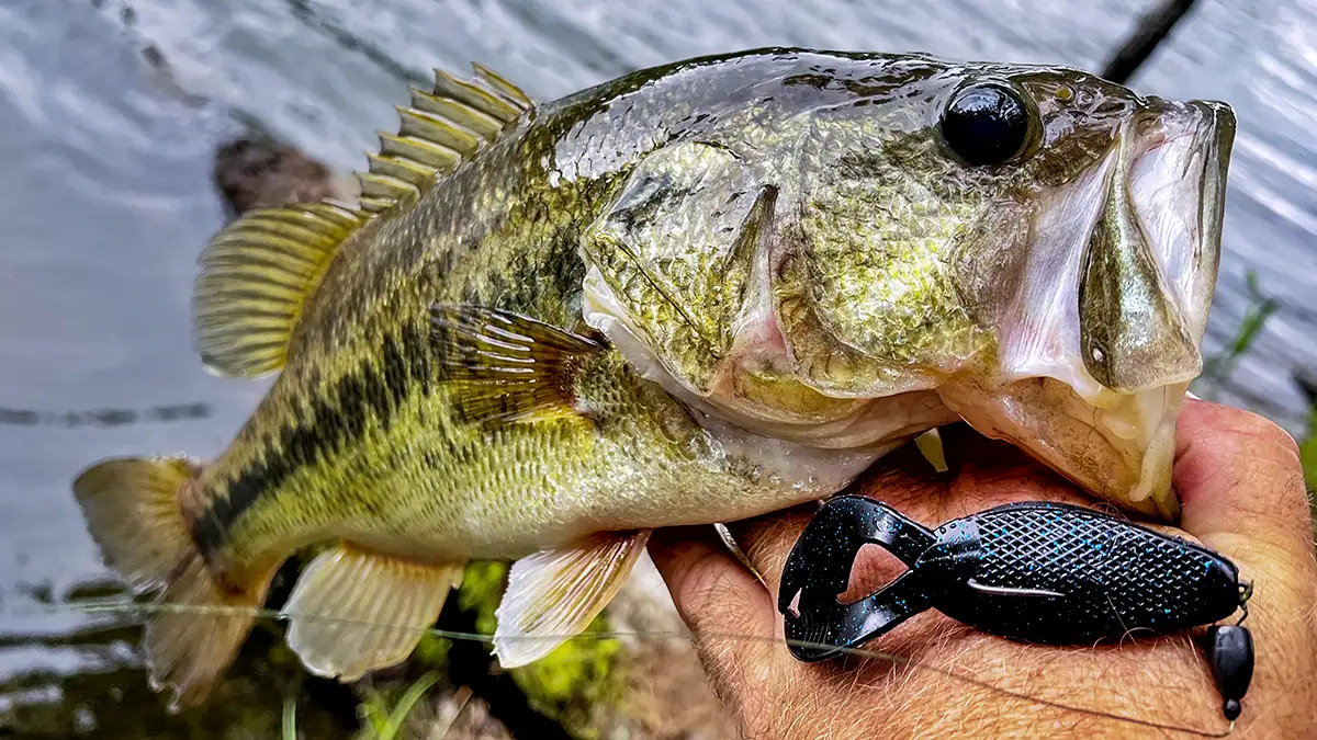 sucka punch catches em