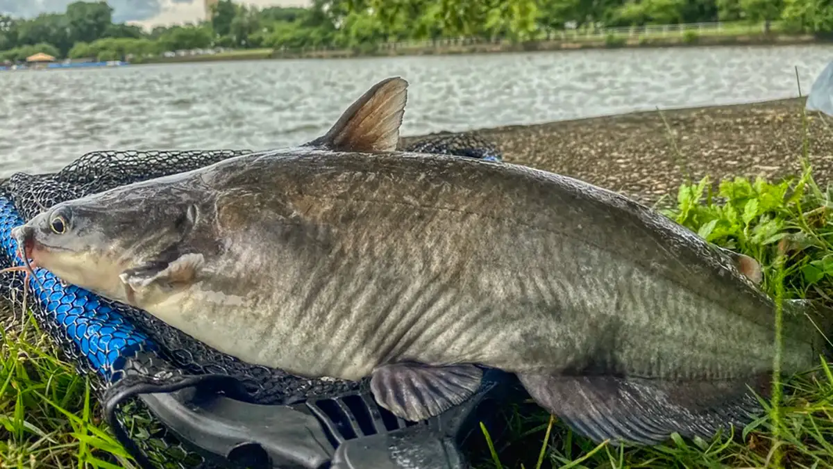 blue catfish species