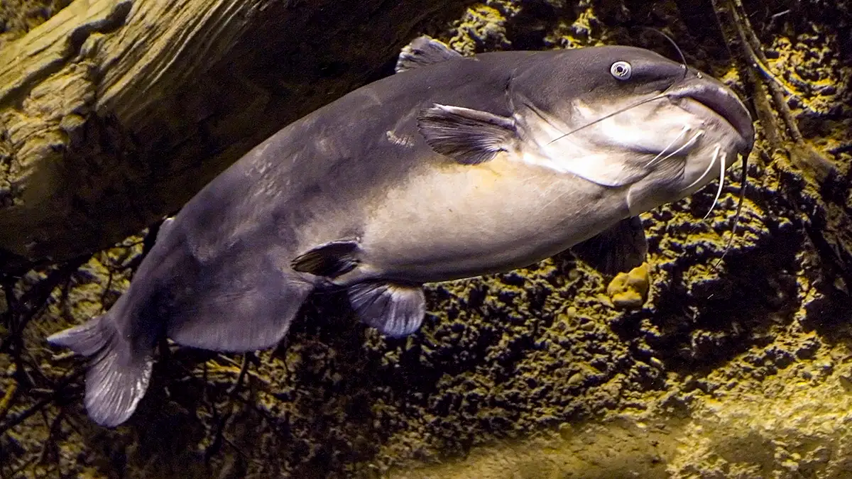 blue catfish underwater