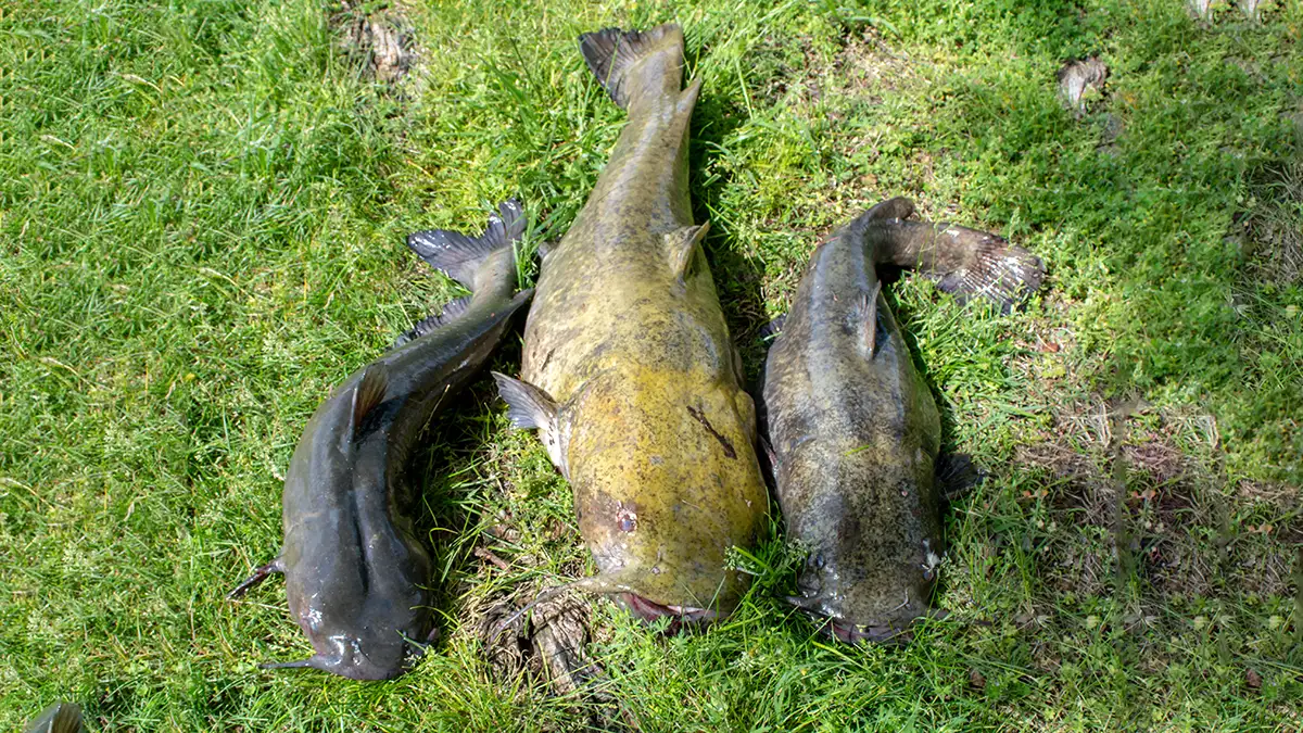 flathead catfish various sizes