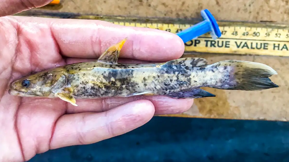 juvenile flathead catfish nloveland / inaturalist
