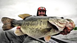 Tournament Fishing with Big Swimbaits