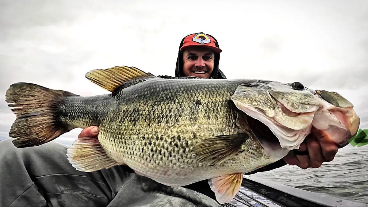 tournament fishing with big swimbaits Ben Milliken boated this 10 pounder in practice