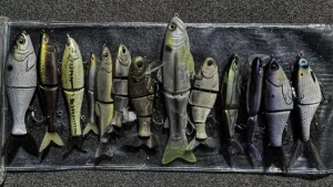 Early Summer Glide Bait Fishing