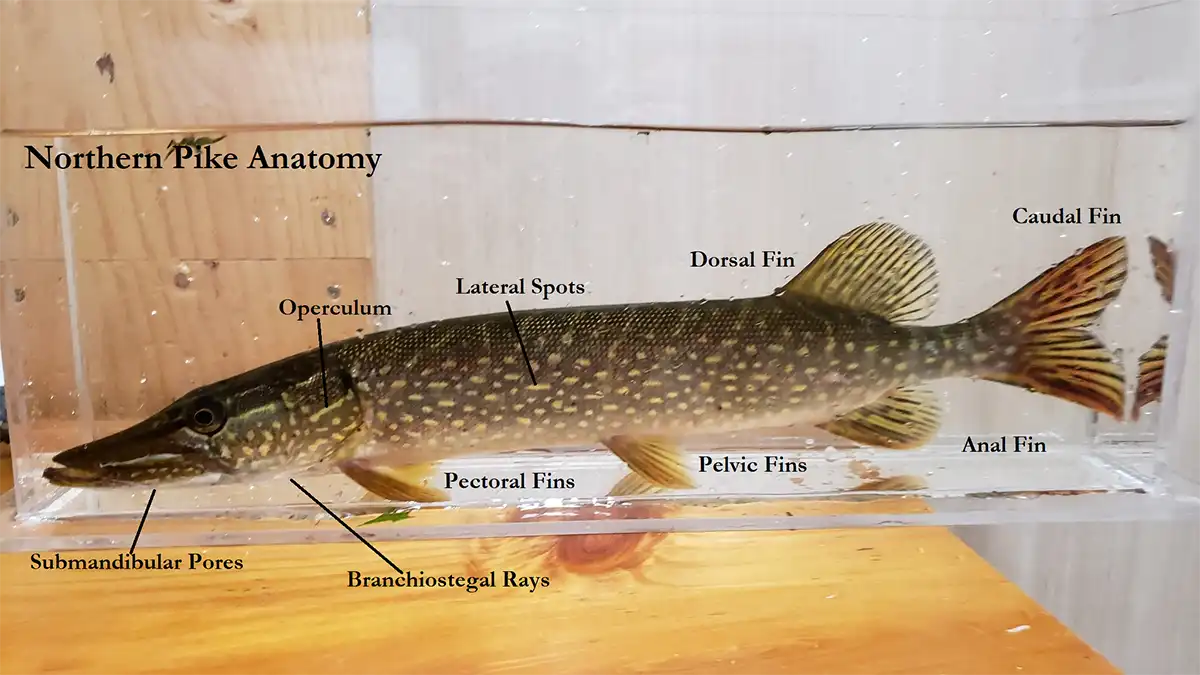 Pike identification