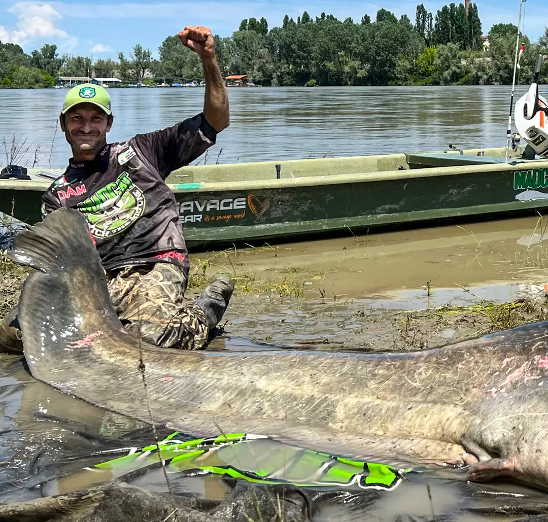 Italian angler holding up possible world record Wels Catfish tail
