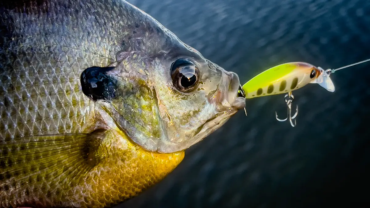 best shore fishing lures for fish other than bass