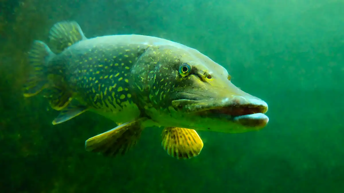northern pike underwater