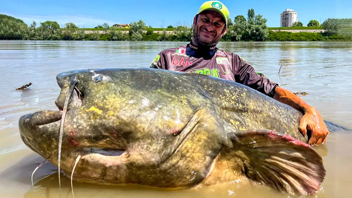 Biancardi Wels Catfish
