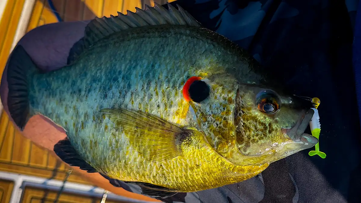 big shellcracker on slab hunt'r