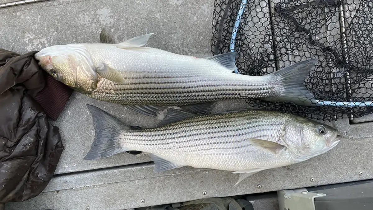 striped bass sampling