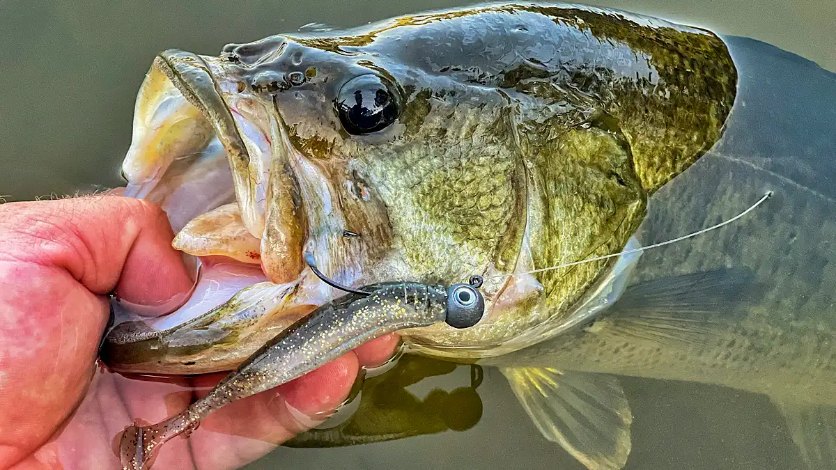 bass on a small swimbait line watching