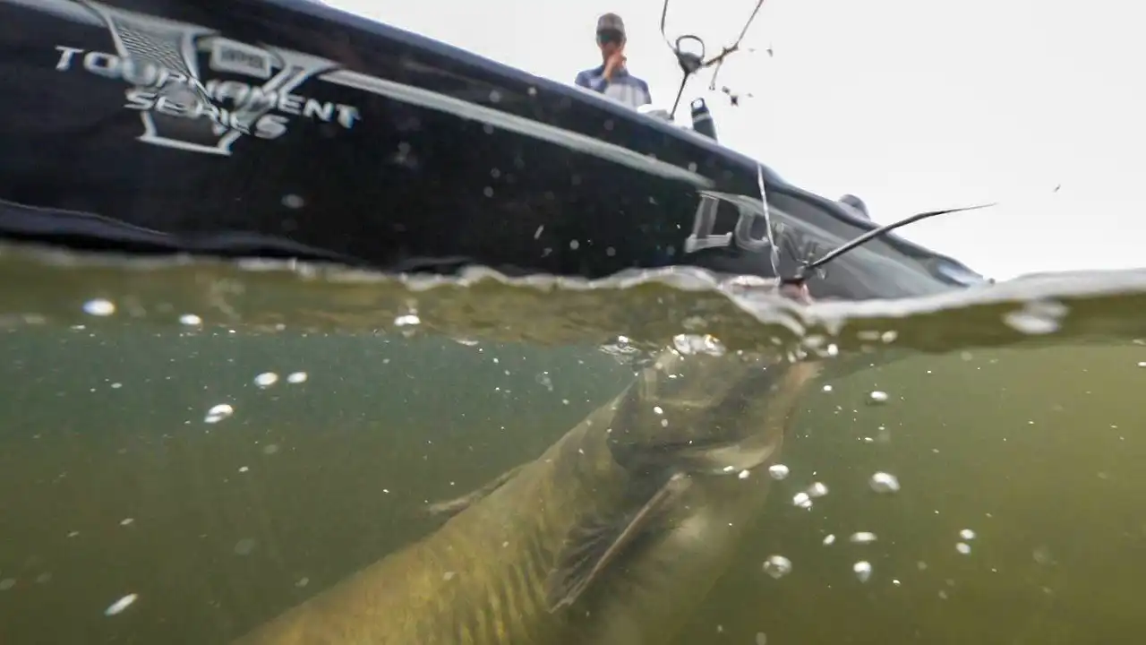 how-to-catch-channel-catfish-with-bobbers