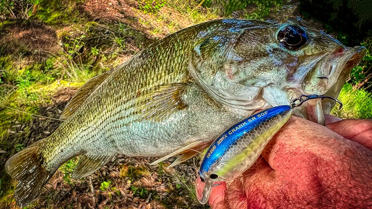 Yo-Zuri 3DR-X SR Crankbait creek spotted bass