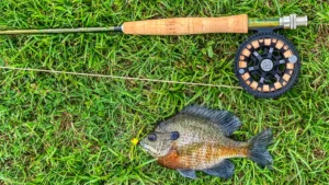 Flyfishing for Bluegills | Best Way to Begin Fly Fishing