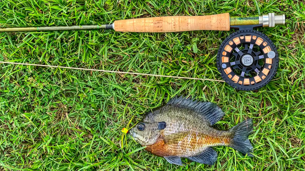 flyfishing for bluegills