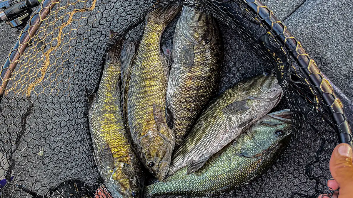 Alabama Smallmouth