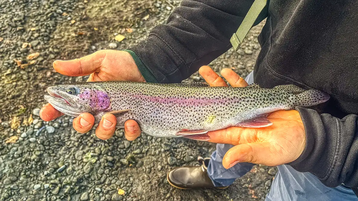beautiful alaska rainbow trout