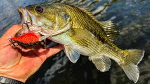 Berkley Dime 4 Crankbait Review