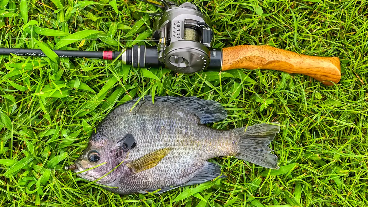giant bluegill on the megabass great hunting huntsman rod