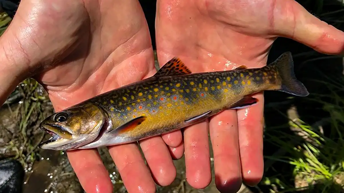 brook trout