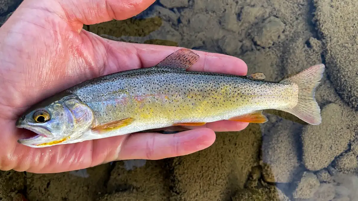 cutthroat trout