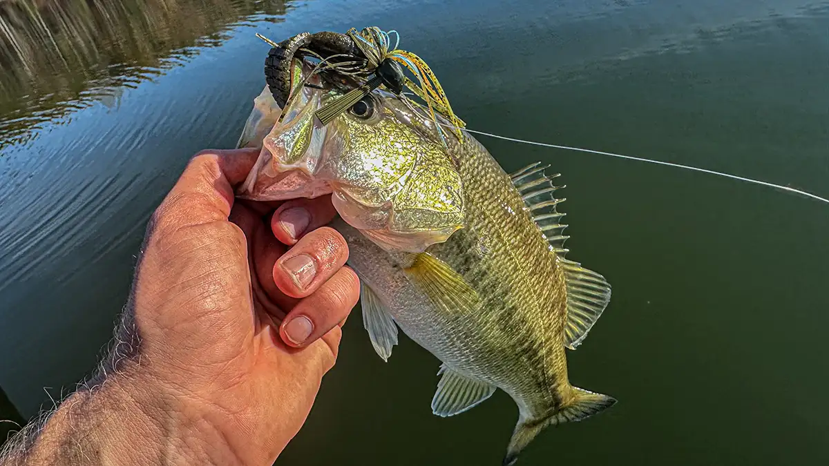 D&L Bass