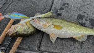 Fall Ledge Fishing