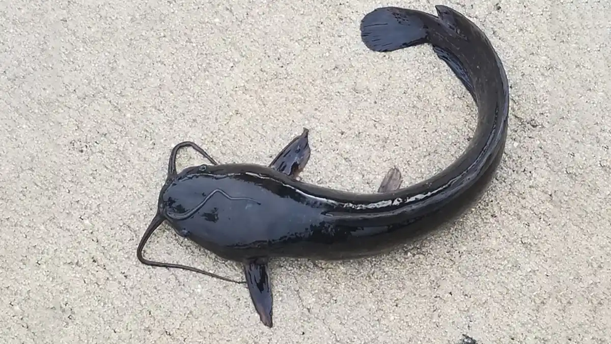 Walking Catfish