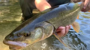 10 Anglers Earned More Than $500,000 Catching Obstructive Fish This Summer