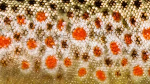 Types of Trout and How to Identify Them