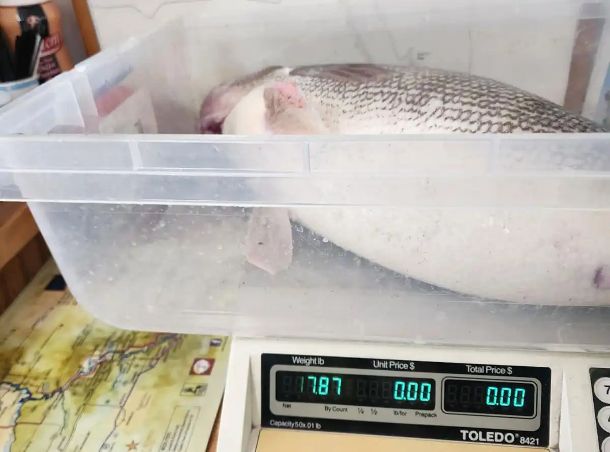 pazour record walleye being weighed