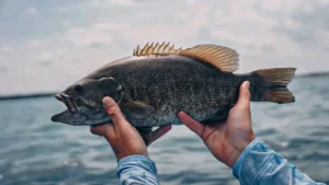 Damiki Rigging for Southern Smallmouth